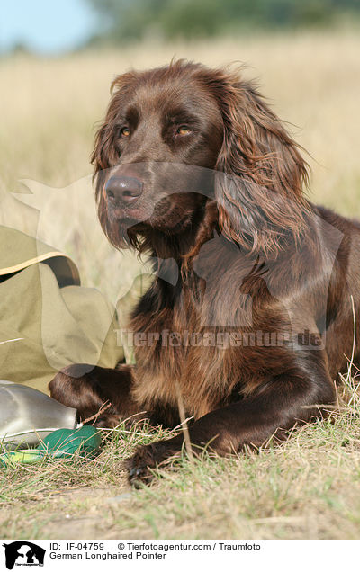 German Longhaired Pointer / IF-04759