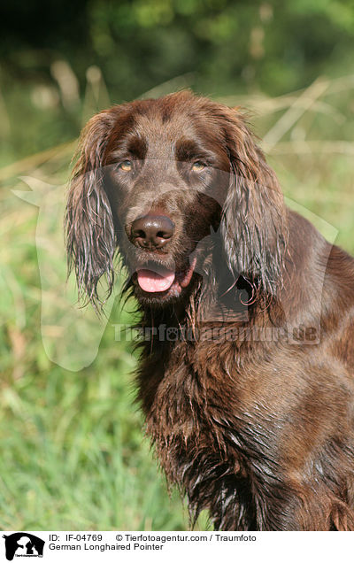 German Longhaired Pointer / IF-04769