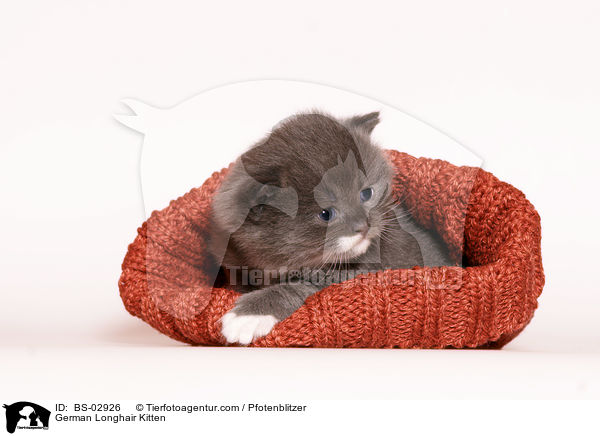 Deutsch Langhaar K�tzchen / German Longhair Kitten / BS-02926