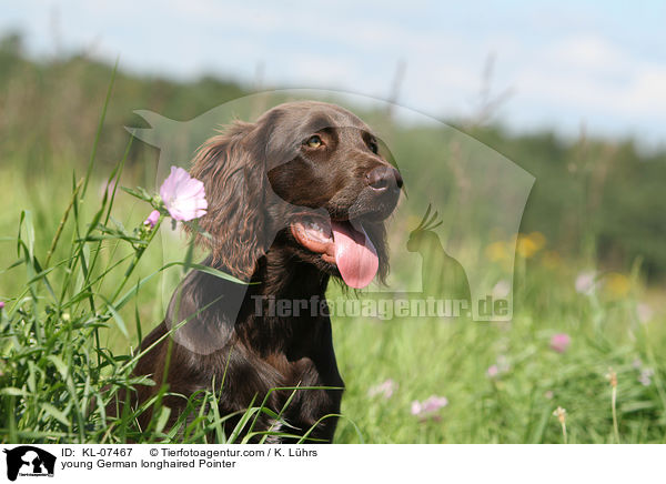 young German longhaired Pointer / KL-07467