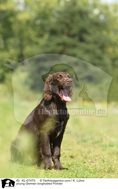 young German longhaired Pointer / KL-07470
