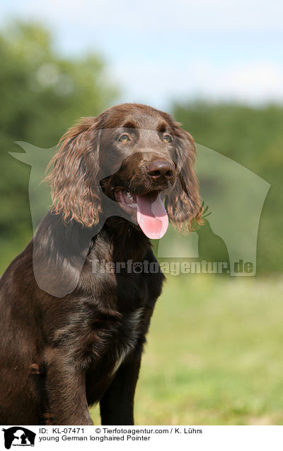 young German longhaired Pointer / KL-07471