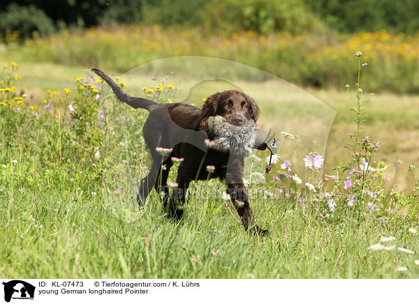 young German longhaired Pointer / KL-07473