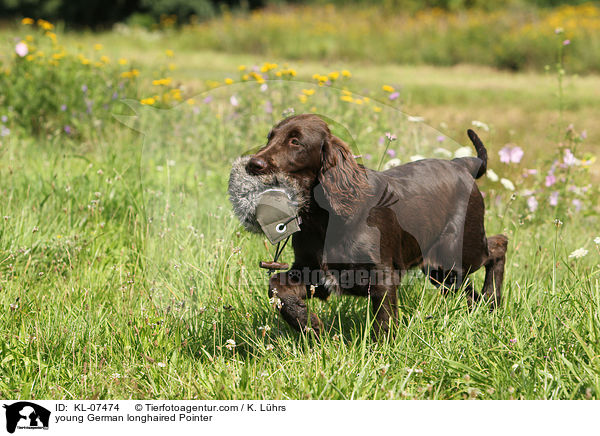 junger Deutsch Langhaar / young German longhaired Pointer / KL-07474