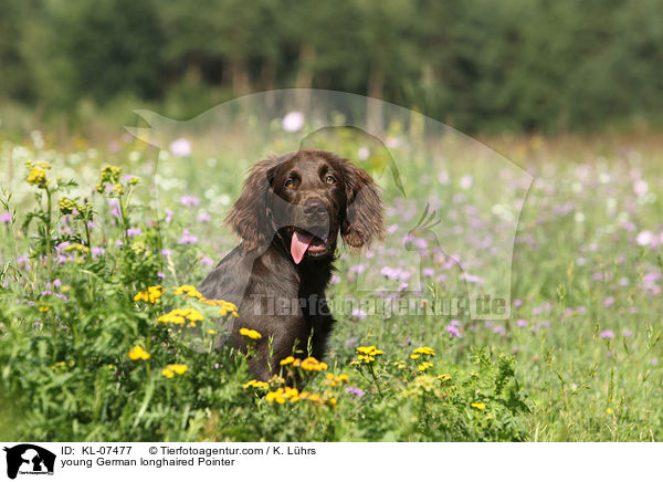 young German longhaired Pointer / KL-07477