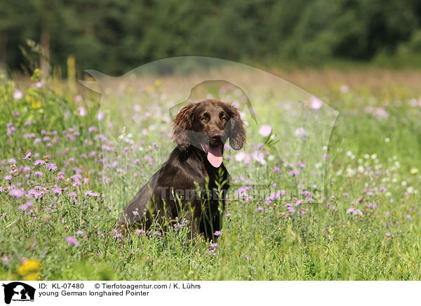 young German longhaired Pointer / KL-07480