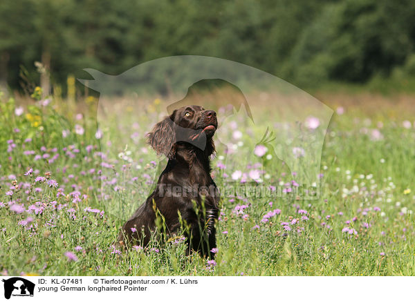 young German longhaired Pointer / KL-07481