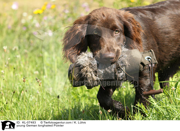 young German longhaired Pointer / KL-07483