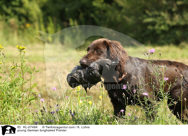 young German longhaired Pointer / KL-07484