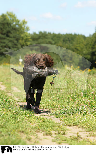 young German longhaired Pointer / KL-07485
