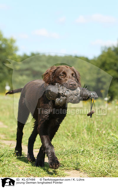 young German longhaired Pointer / KL-07486