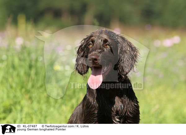 young German longhaired Pointer / KL-07487