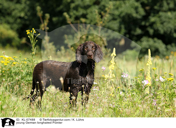 young German longhaired Pointer / KL-07488