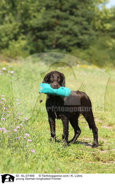 young German longhaired Pointer / KL-07489