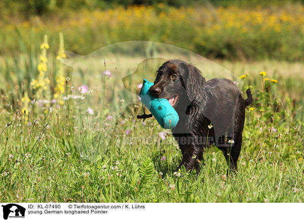 young German longhaired Pointer / KL-07490