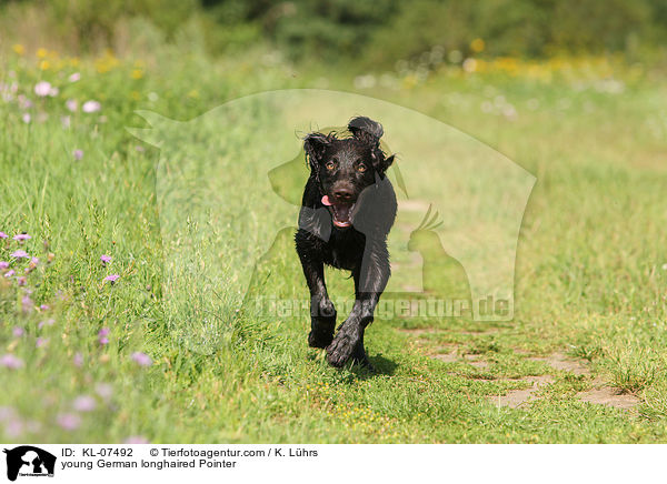 young German longhaired Pointer / KL-07492