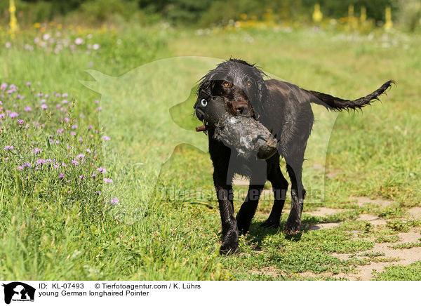 junger Deutsch Langhaar / young German longhaired Pointer / KL-07493