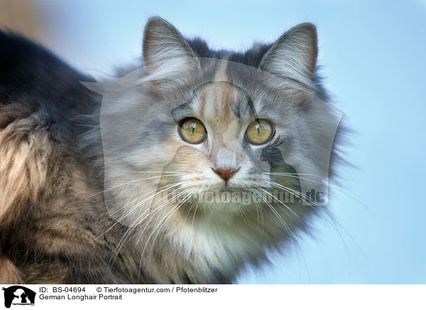 German Longhair Portrait / BS-04694