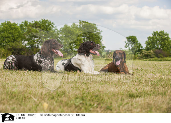3 Hunde / 3 dogs / SST-10342