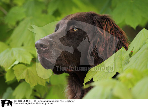 German longhaired Pointer portrait / DG-05453