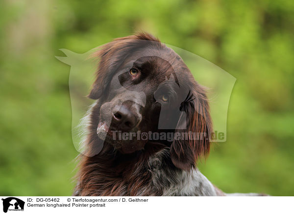 German longhaired Pointer portrait / DG-05462