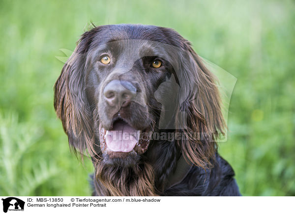 German longhaired Pointer Portrait / MBS-13850
