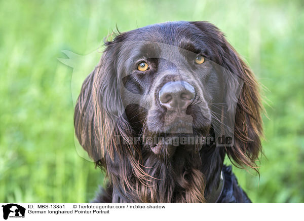 German longhaired Pointer Portrait / MBS-13851