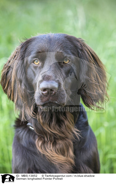German longhaired Pointer Portrait / MBS-13852