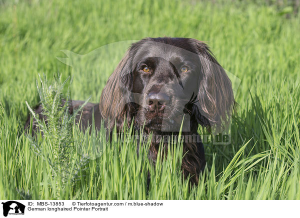 German longhaired Pointer Portrait / MBS-13853
