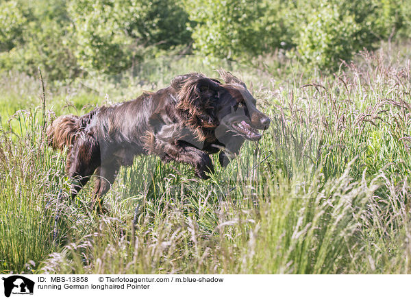 running German longhaired Pointer / MBS-13858