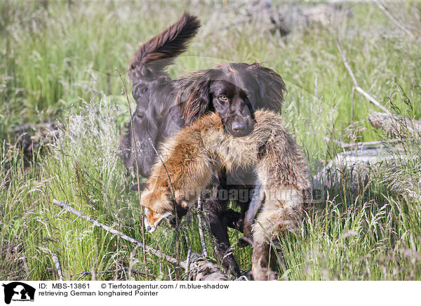 apportierender Deutsch Langhaar / retrieving German longhaired Pointer / MBS-13861