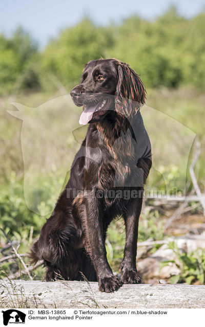 German longhaired Pointer / MBS-13865