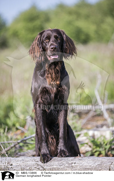German longhaired Pointer / MBS-13866