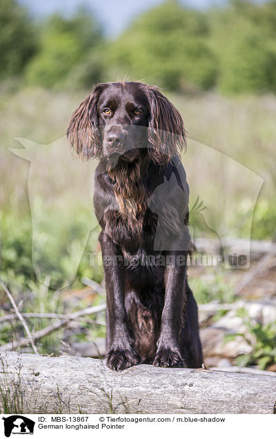 German longhaired Pointer / MBS-13867