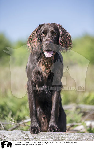 German longhaired Pointer / MBS-13868