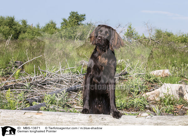 German longhaired Pointer / MBS-13871