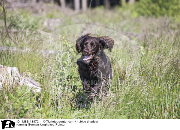 running German longhaired Pointer / MBS-13872