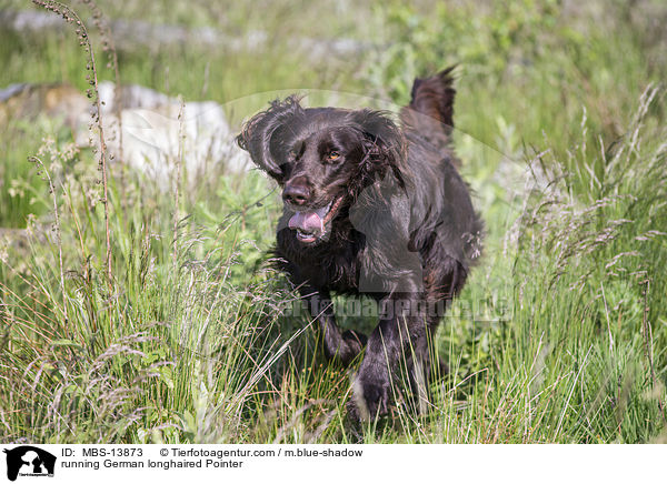 running German longhaired Pointer / MBS-13873
