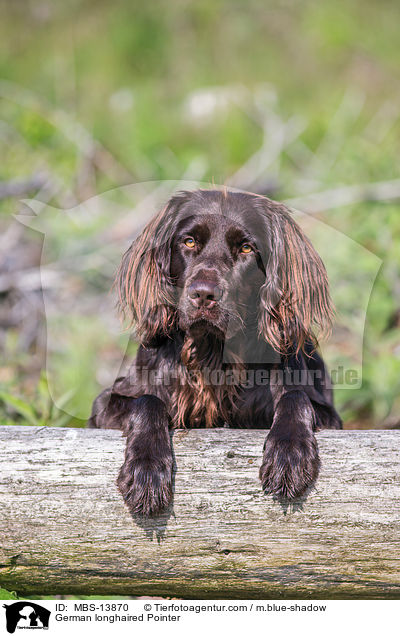 German longhaired Pointer / MBS-13870