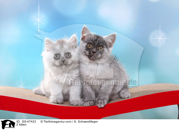 2 Ktzchen / 2 kitten / SS-47423