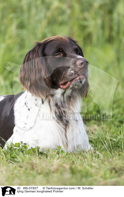 lying German longhaired Pointer / WS-07857