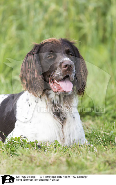 lying German longhaired Pointer / WS-07858