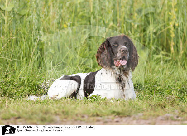 lying German longhaired Pointer / WS-07859