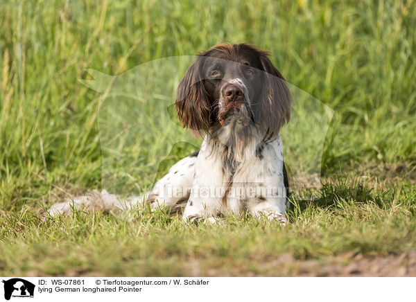 lying German longhaired Pointer / WS-07861