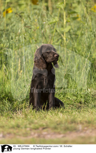 young German longhaired Pointer / WS-07864