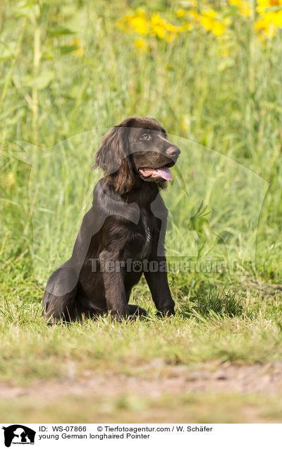 young German longhaired Pointer / WS-07866