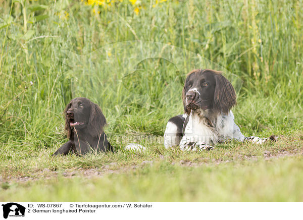 2 German longhaired Pointer / WS-07867