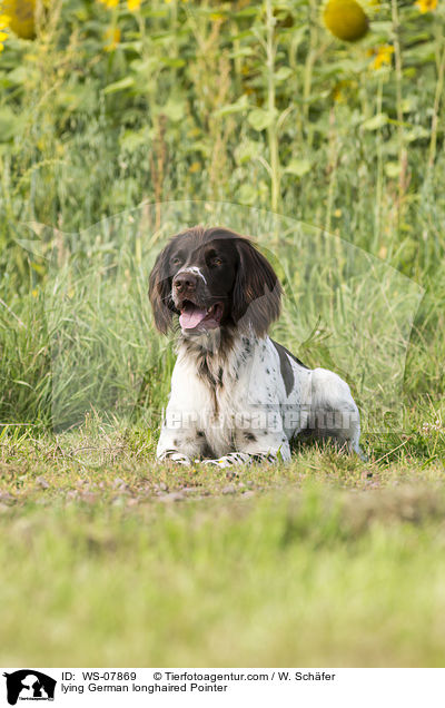 lying German longhaired Pointer / WS-07869