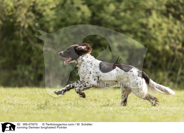 running German longhaired Pointer / WS-07870