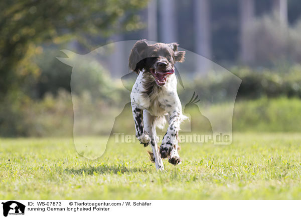 running German longhaired Pointer / WS-07873